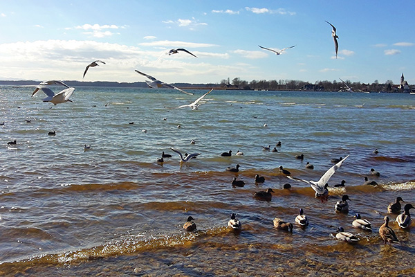 Chiemgau - Möwen am Chiemsee