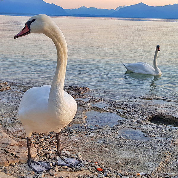 Chiemgau - Schwäne am Chiemsee