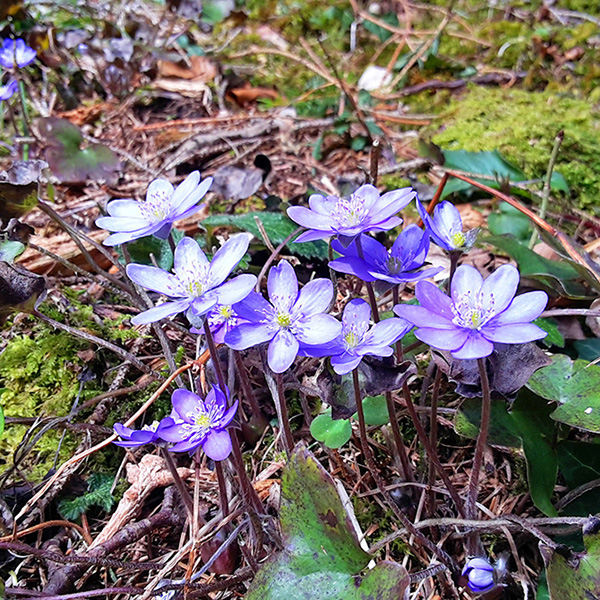 Chiemgau - Blume