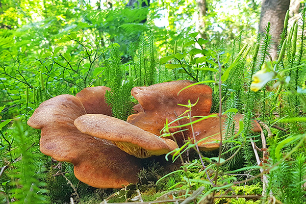 Chiemgau - Pilz am Wegesrand