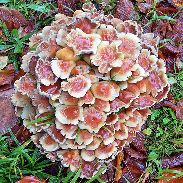 Chiemgau - Pilz am Wegesrand