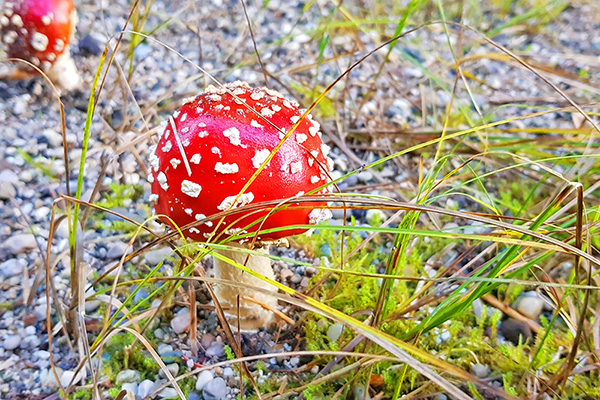 Chiemgau - Fliegenpilz