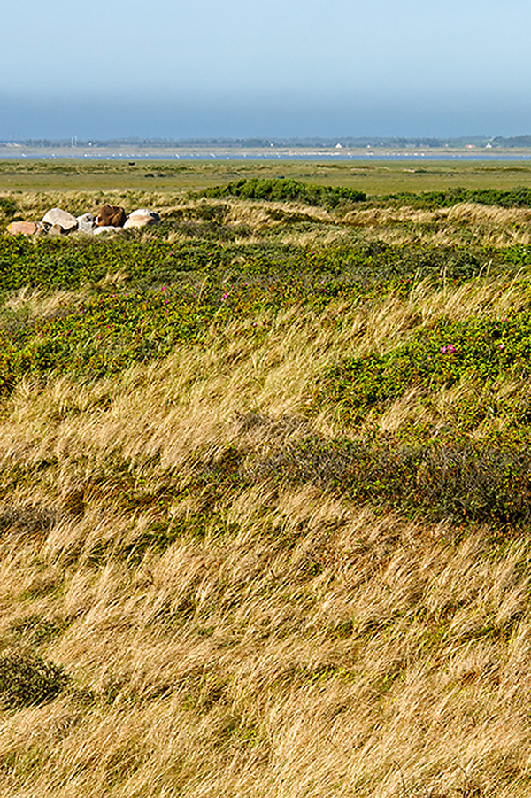 Dänemark - Nordjütland - Limfjord