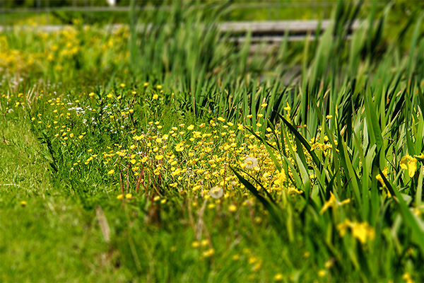 Dänemark - Nordjütland - Blumenwiese Insel Salling