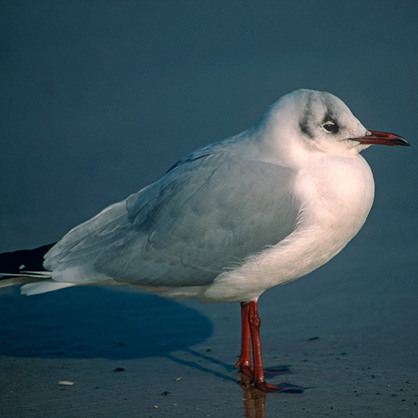 Usedom, Möwe