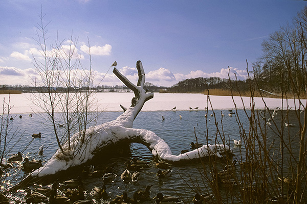 Usedom, Bansin