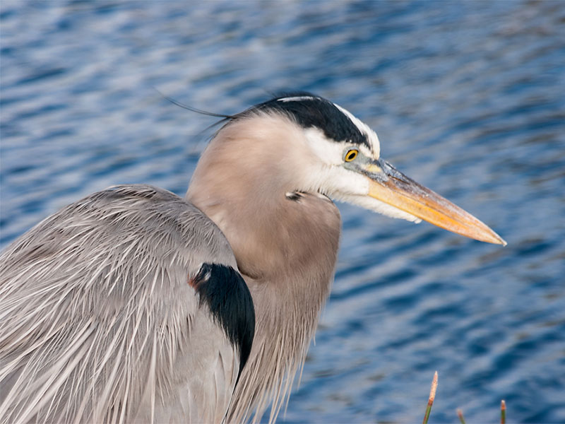 Blue Heron, Everglades Nationalpark, Florida