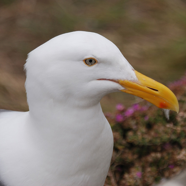 Kalifornien, Alcatraz, Möwe