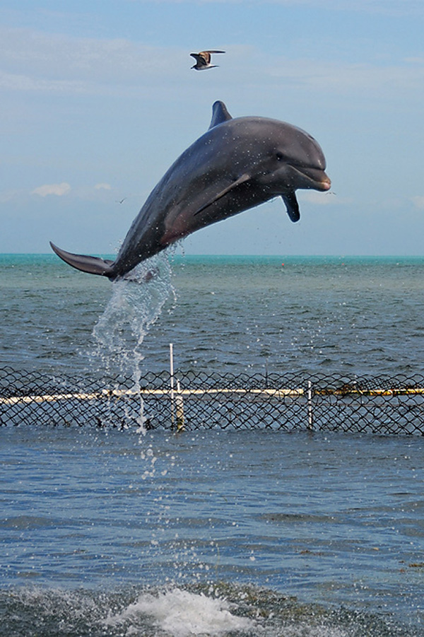 USA, Florida, Dolphin Research Center