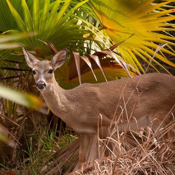 USA, Florida Keys, Key Deer
