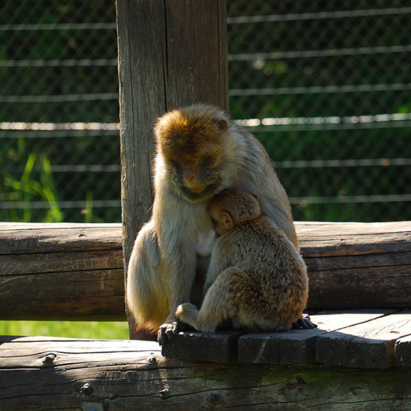 Dänemark, Safaripark