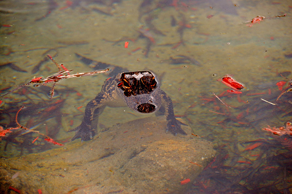 Florida, Everglades Nationalpark, Alligatorjunges