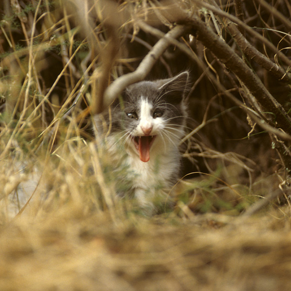 Italien, Sardinien, Katzenbaby