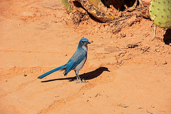 USA, Utah, Zion Nationalpark, Western Scrub Jay