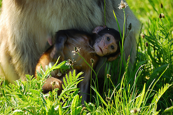 Dänemark, Safaripak, Affenbaby