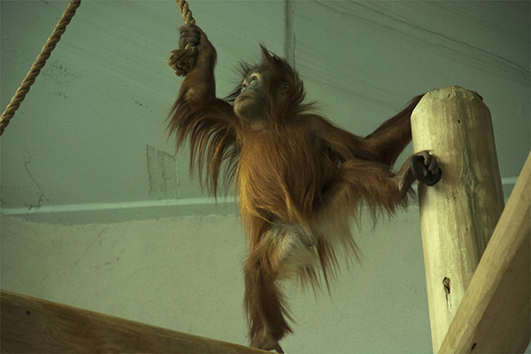 Colorado, Denver Zoo, Orang-Utan-Baby