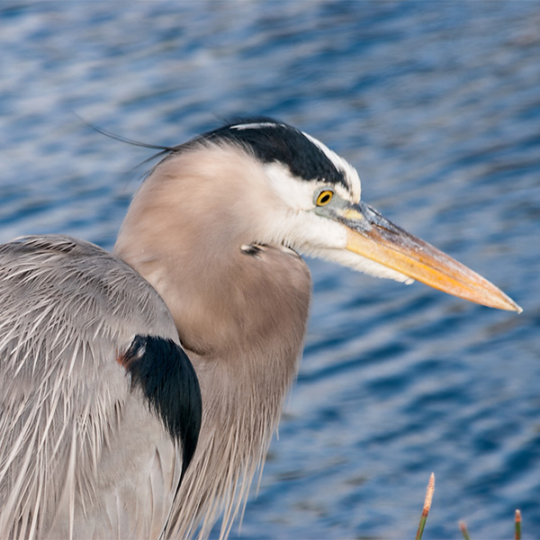 USA, Florida, Everglades NP, Blue Heron