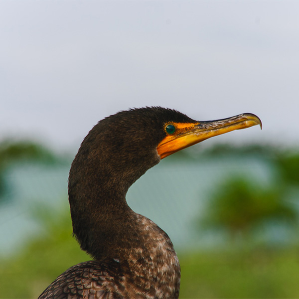 USA, Florida, Key West, Cormoran