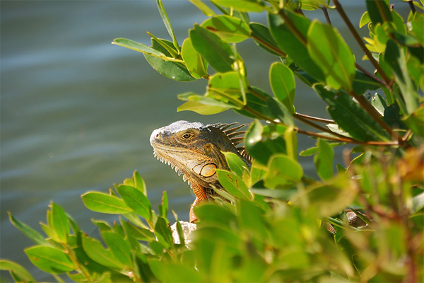 USA, Florida, Key West, Waran