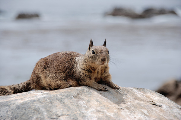 USA, Kalifornien, Squirrel