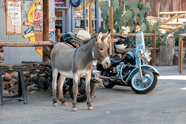 USA, Arizona, Route 66, Esel