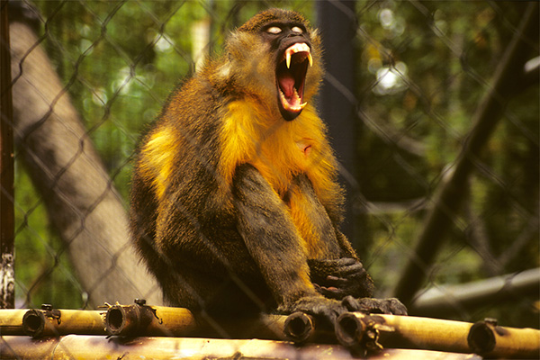 USA, Kalifornien, San Diego Zoo, Affe