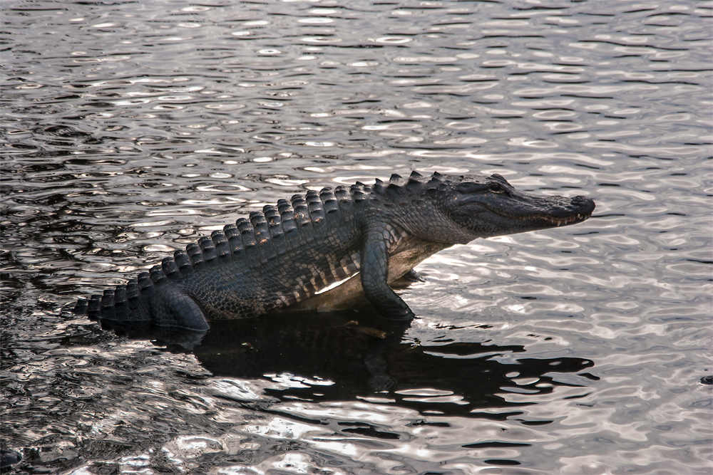USA, Florida, Everglades NP, Alligator