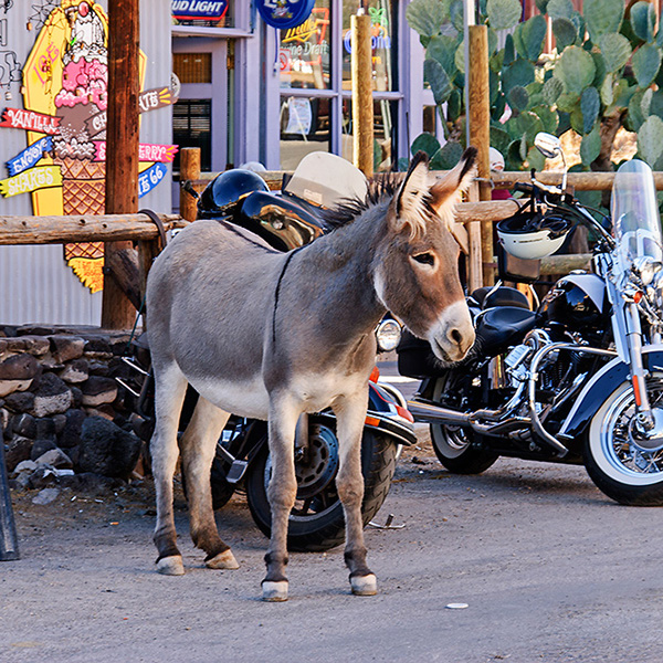 Arizona - Oatman