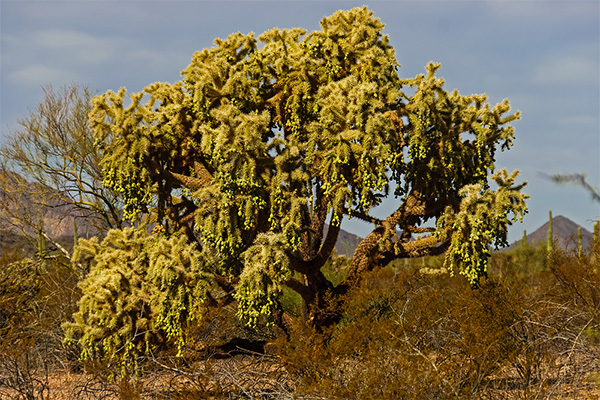 Arizona - Organ Pipe Cactus National Monument