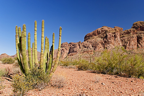 Arizona - Organ Pipe Cactus National Monument