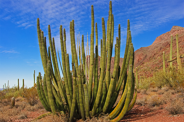 Arizona - Organ Pipe Cactus National Monument