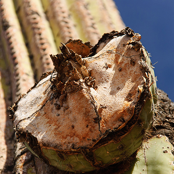 Arizona - abgebrochener Saguaro 