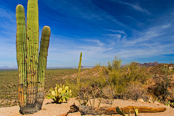 Arizona - Organ Pipe Cactus National Monument