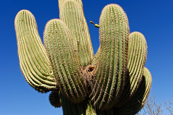 Arizona - Saguaro Nationalpark - Saguaro Cactus