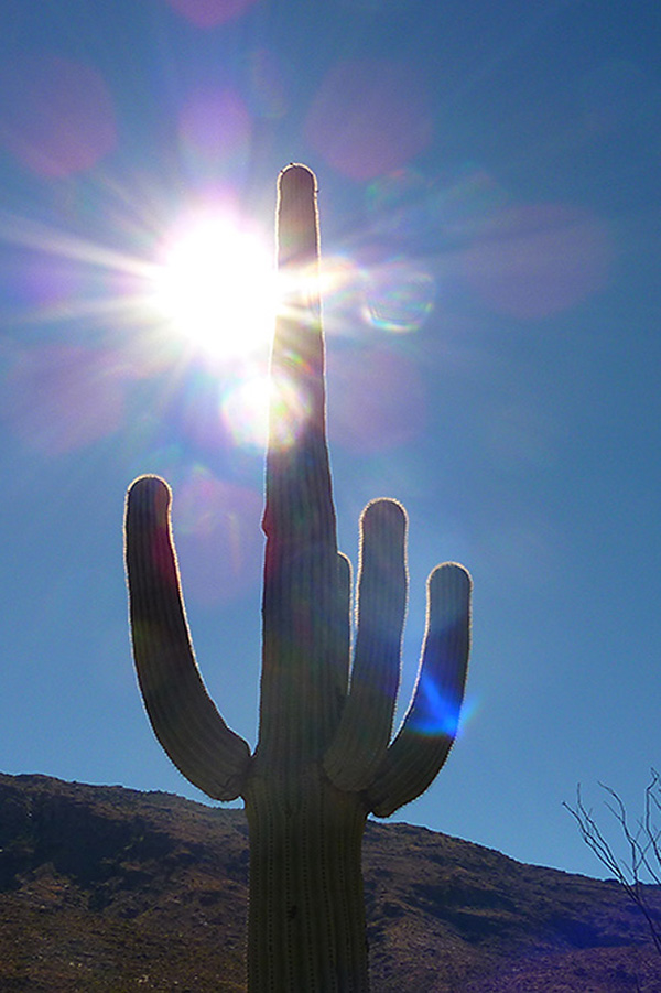 Arizona - Saguaro Nationalpark - Saguaro Cactus