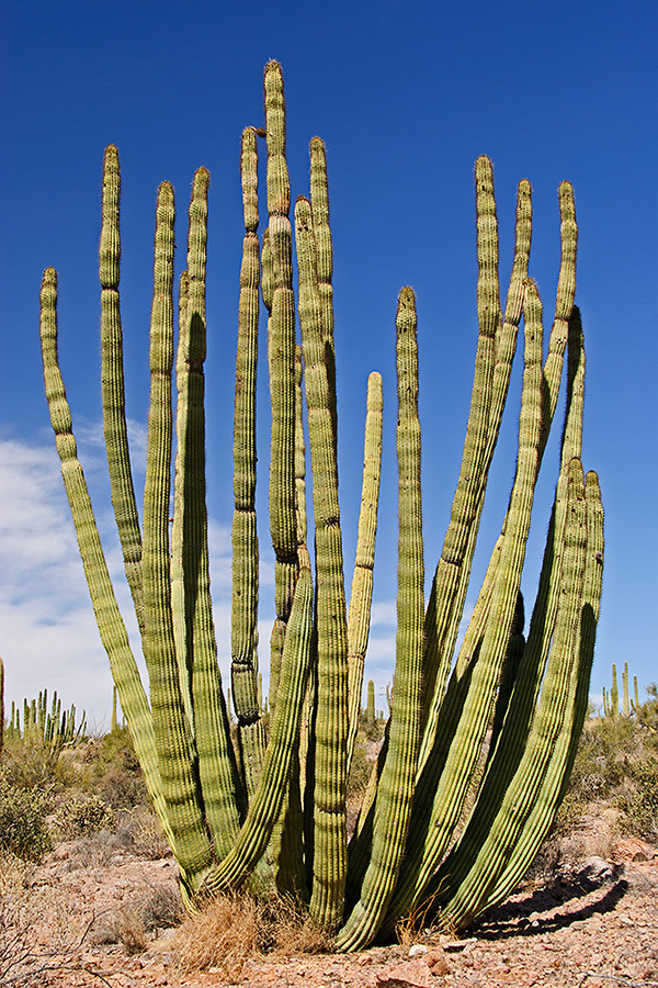 Arizona - Organ Pipe Cactus 