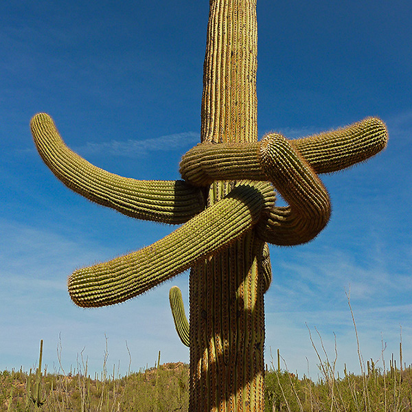 Arizona - Saguaro Nationalpark - Saguaro Cactus