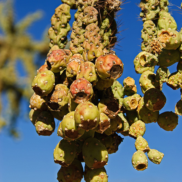 Arizona - La Cholla Cactus