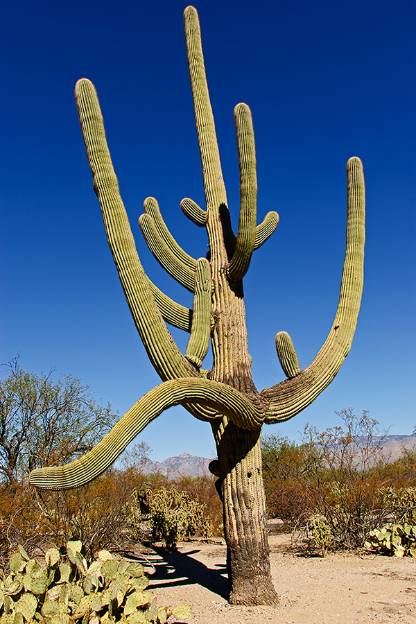 Arizona - Saguaro Nationalpark - Saguaro Cactus