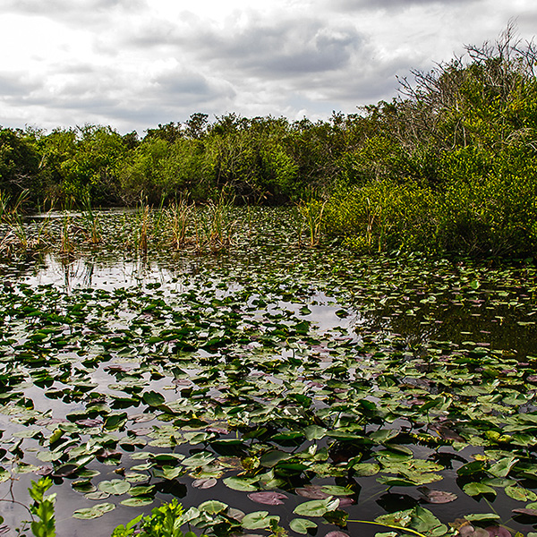 Florida - Sharkvalley, Everglades Nationalpark