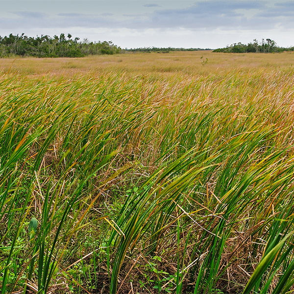 Florida - Everglades - Nationalpark