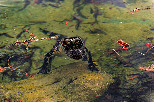 Florida - Everglades Nationalpark