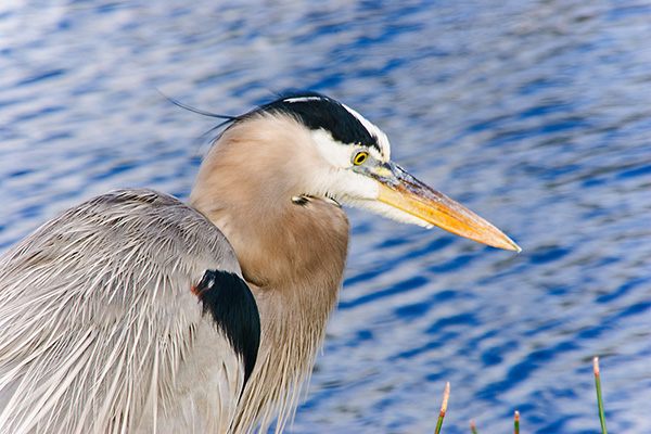 Florida - Blue Heron im Everglades Nationalpark