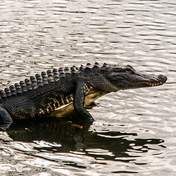 Florida - Alligator im Everglades Nationalpark