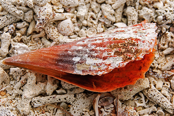 Florida - Muschel im Dry Tortugas Nationalpark
