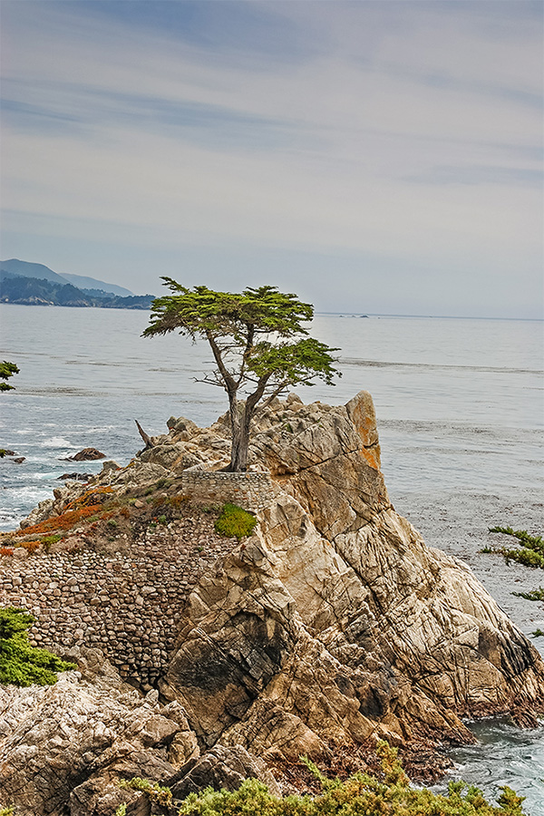 Kalifornien - Küste Lonely Cypress