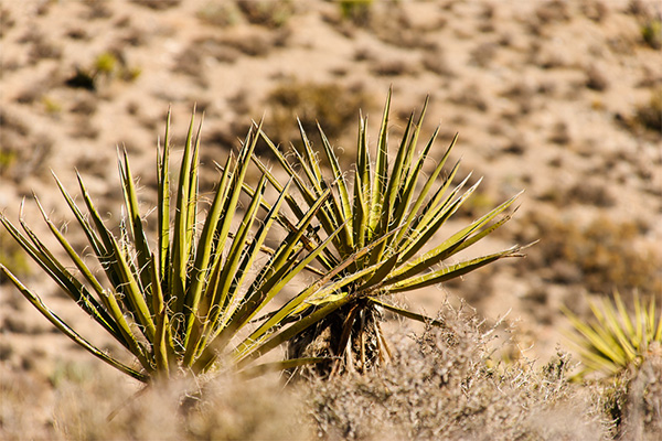 Nevada - Red Rock Canyon