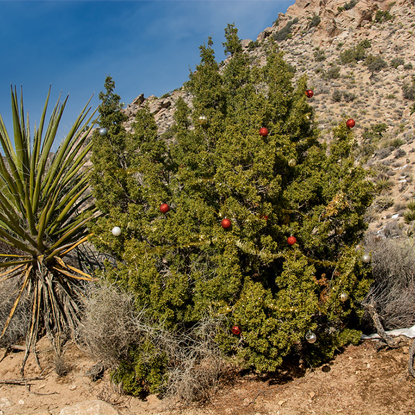 Nevada - Christmastree Pass